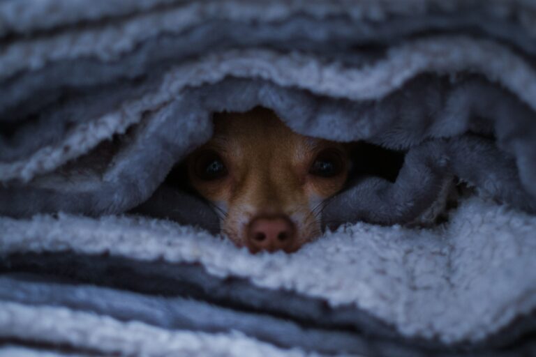 Por qué tiembla mi perro sin frío: causas y cuándo preocuparse
