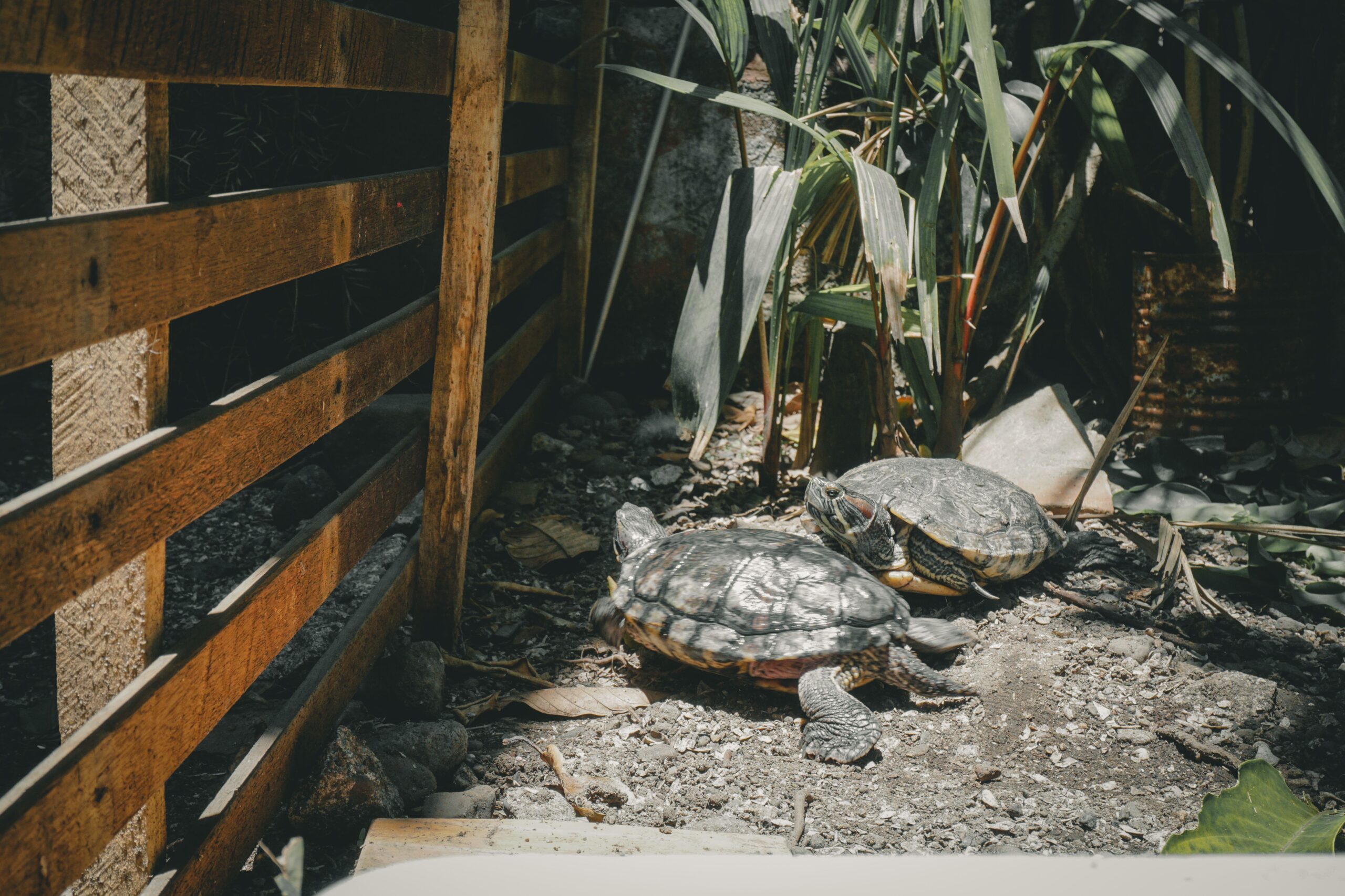 Tortuga de tierra en un recinto exterior con hierba