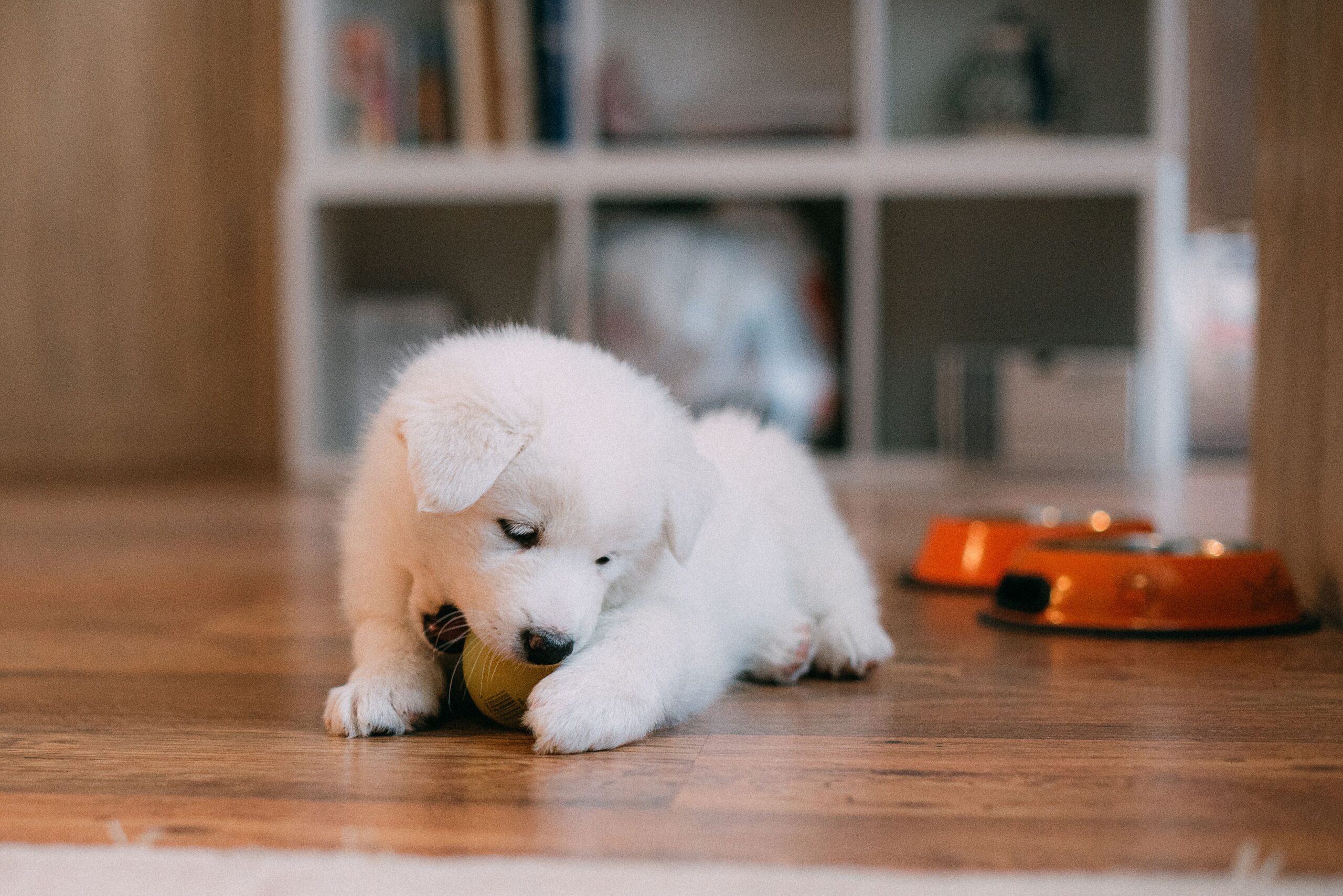 Cachorro tumbado después de jugar, con aspecto cansado