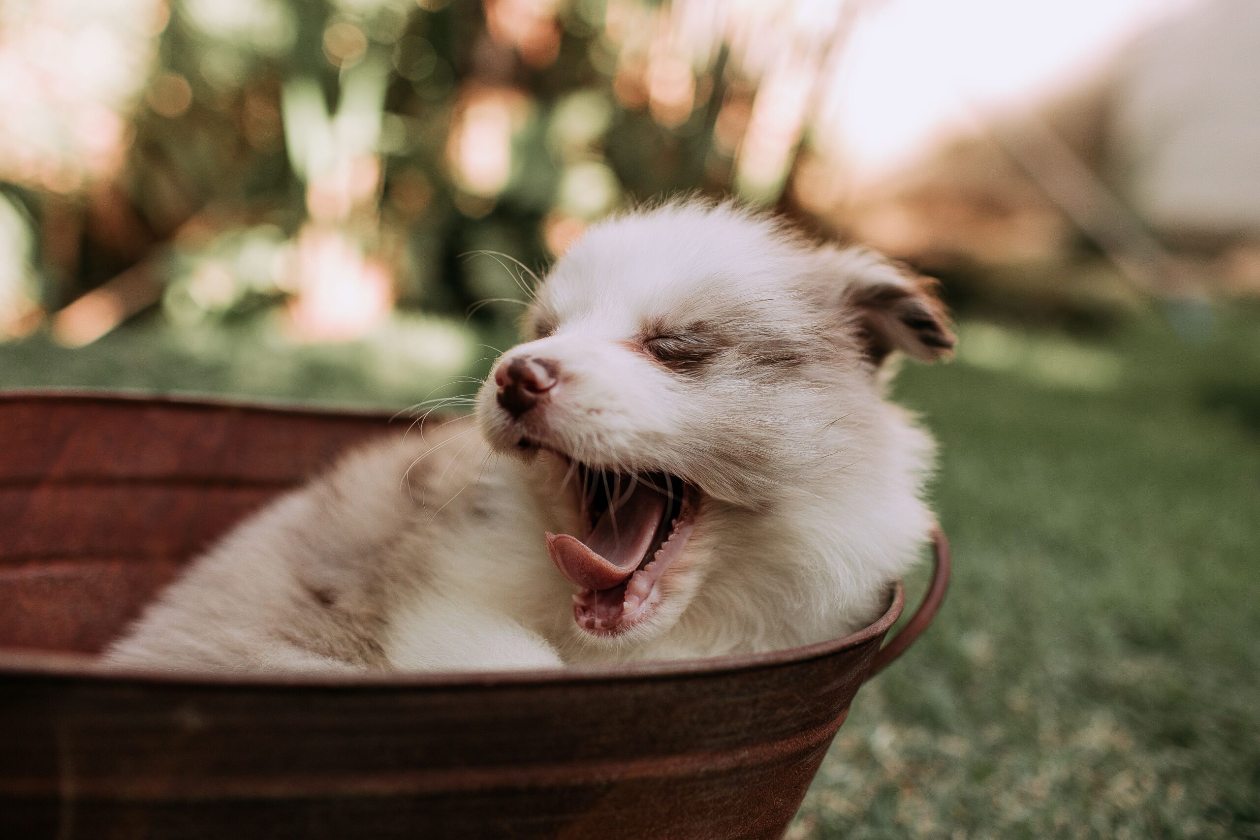 Cachorro descansando en su cesta durante el día