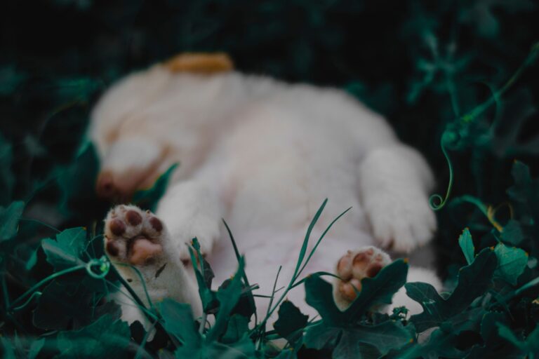 Cuánto duerme un cachorro según su edad