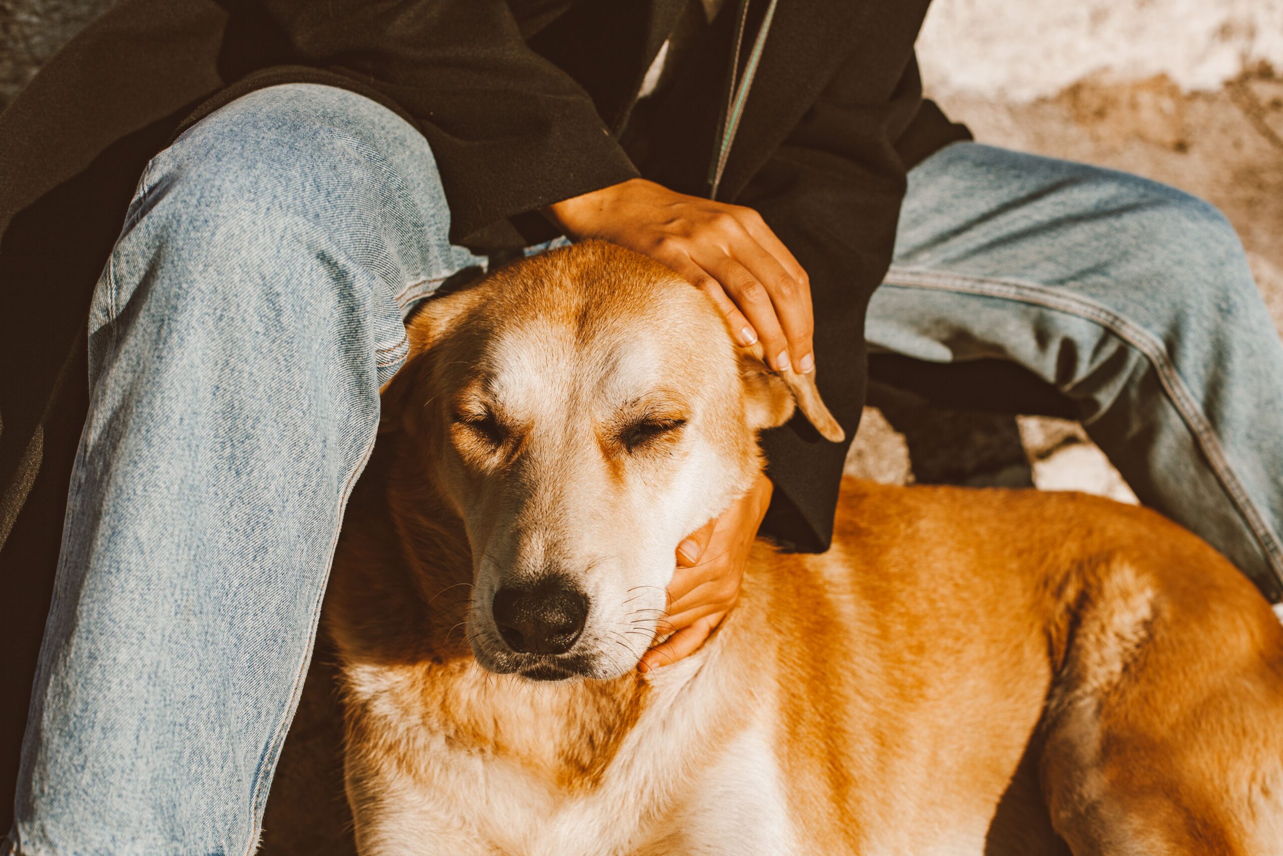 Persona calmando a su perro con caricias suaves
