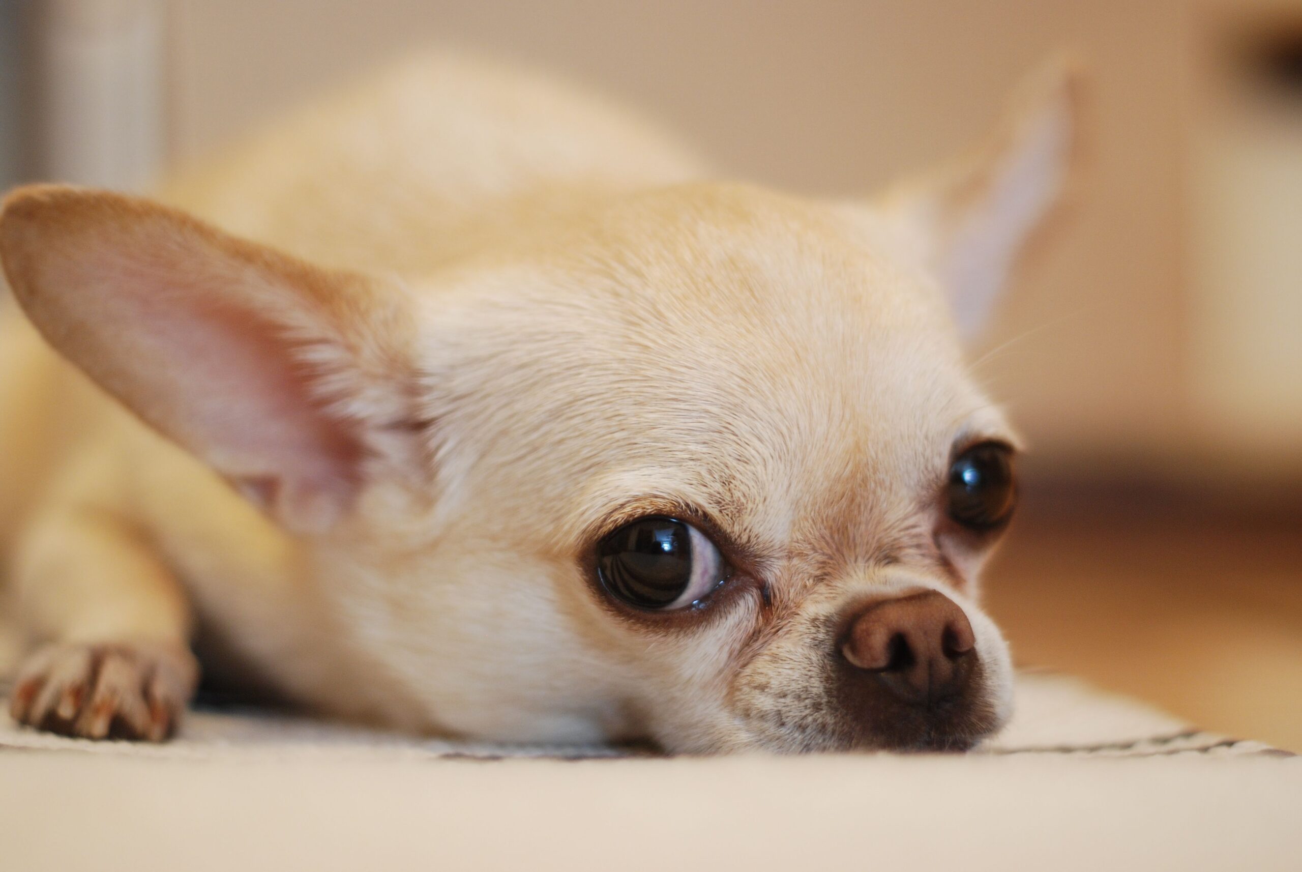 Primer plano de un perro de raza pequeña