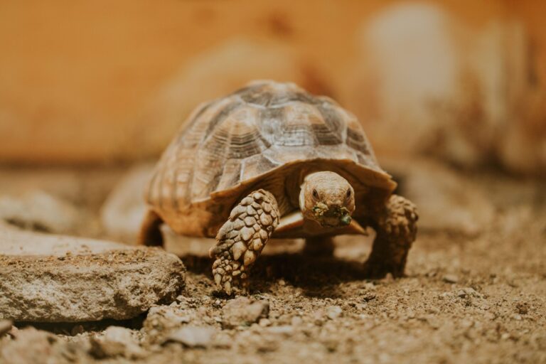 Cómo montar un terrario para tortuga de tierra